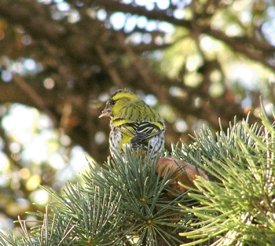 Lucherino -  Carduelis spinus